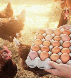 Pollos y Huevos CRAV